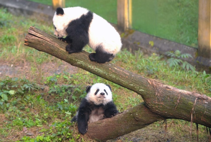 Animali: panda gigante dello zoo di Berlino partorisce 2 gemelli