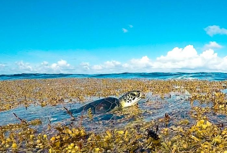 Dall’Africa al Golfo del Messico, ecco la pericolosa cintura di alghe che attraversa l’Atlantico per 9 mila chilometri Dall’Africa al Golfo del Messico, ecco la pericolosa cintura di alghe che attraversa l’Atlantico per 9 mila chilometri